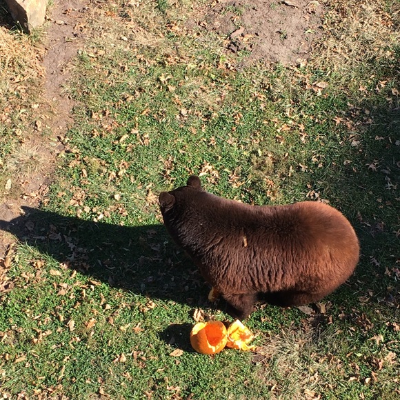 Meet your Posher, Coral - Picture 1 of 1